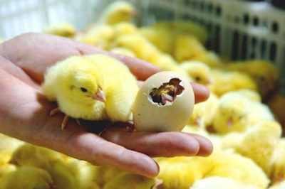 Công dụng, phân loại và hướng dẫn sử dụng thuốc úm gà con mới nở