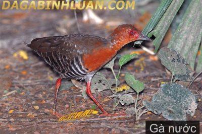 TẤT TẦN TẬT NHỮNG ĐIỀU CÁC BẠN CẦN BIẾT VỀ GÀ NƯỚC ? NHỮNG LƯU Ý KHI NUÔI GÀ NƯỚC.