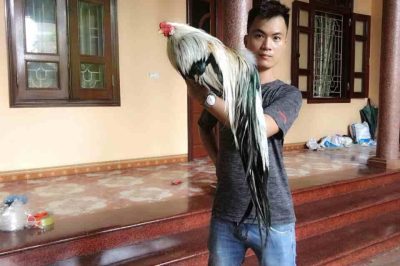 Bảng Giá Gà Tre Tân Châu Mới Nhất 2019