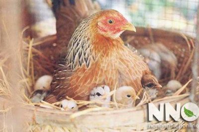 Gà tre ấp trứng bao nhiêu ngày thì nở, câu hỏi từ những người nuôi gà tre