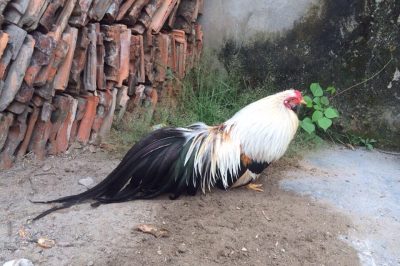 8 giống gà tre đứng đầu danh sách những giống gà đẹp nhất