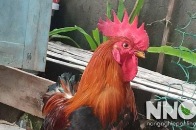 Gà trống có đẻ trứng không? Giải thích trứng gà trống từ chuyên gia