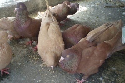 Giá bồ câu gà giống hiện nay. Giá bán bồ câu gà Pháp, Mỹ ở Hà Nội & TPHCM