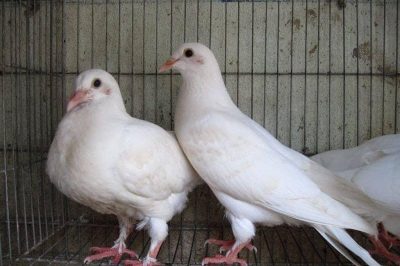 Giá chim bồ câu các loại ở Việt Nam