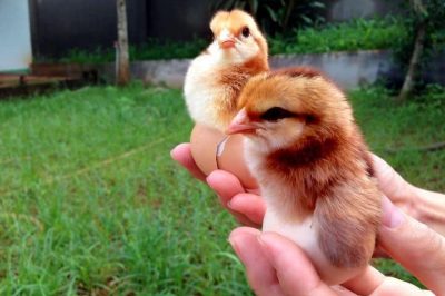 Gà ta giống: Giá bán và chỗ mua uy tín