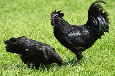 Gà đen Hmong Hà Giang – 220k/kg | Dac san mien Bac