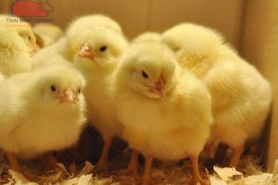 Bảng giá gà giống cập nhật  03/10/2023