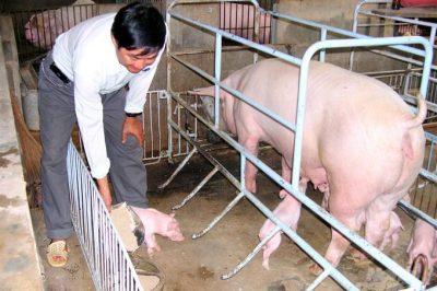 Giá thức ăn tăng cao ‘cầm chân’ người nuôi heo tái đàn