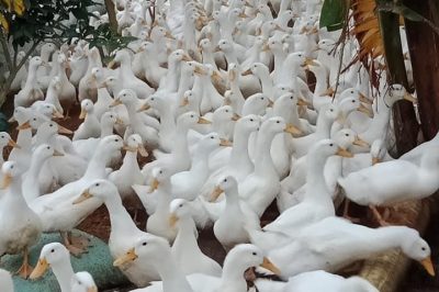Vịt super siêu thịt