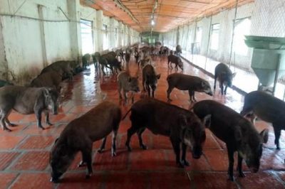 Kỹ thuật chăm sóc lợn rừng nái khi mang thai