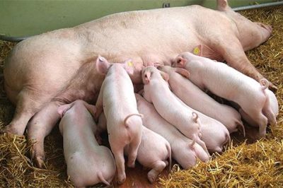 NGUYÊN NHÂN VÀ CÁCH ĐIỀU TRỊ CHẬM LÊN GIỐNG TRÊN HEO NÁI.