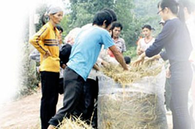 Kỹ thuật ủ rơm bằng ure làm thức ăn cho trâu bò