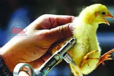 Lịch tiêm vacxin cho gà và phòng bệnh bằng thuốc kháng sinh