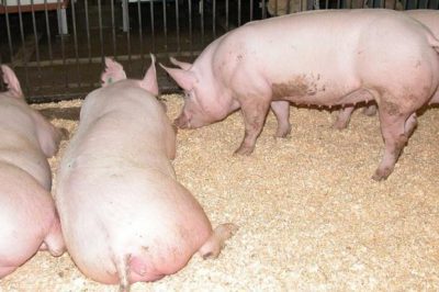 Cách phát hiện và điều trị heo bỏ ăn triệt để nhà nông nào cũng nên biết