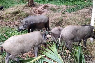 Heo rừng lai nuôi bao lâu thì có thể xuất chuồng? 