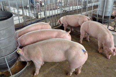 Cách tính lượng thức ăn cho heo đúng cách và tiết kiệm