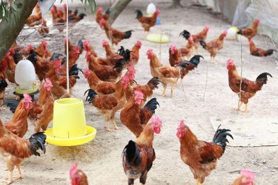 Nuôi gà cần bao nhiêu vốn?