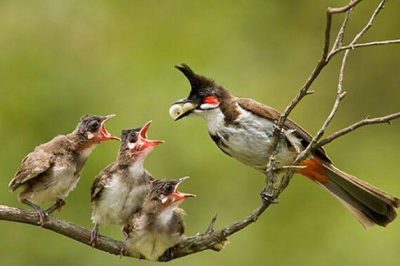 Chào Mào Sinh Sản Vào Tháng Mấy Trong Năm? Kỹ Thuật Nuôi Chào Mào Sinh Sản