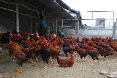 Khám phá ‘tập đoàn gà thần’ ở Bắc Ninh