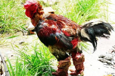 Mua Bán Giống Gà Đông Tảo Trống Mái, Đông Cảo Chân Đẹp Giá Rẻ