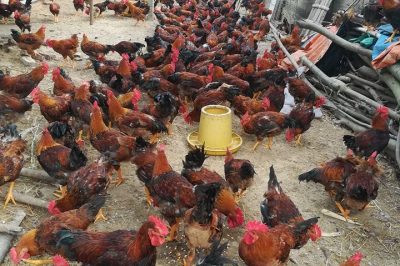 Địa chỉ bán gà con giống uy tín nhất tại Việt Nam – Giao hàng toàn quốc