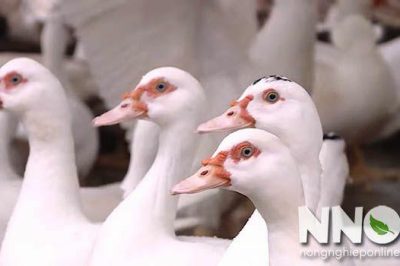 Ngan nuôi bao lâu thì thịt được? Trả lời cho người mới nuôi ngan