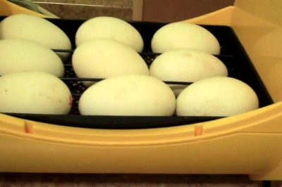 Trứng ngỗng ấp bao nhiêu ngày thì nở ? Cách ấp trứng ngỗng bằng máy