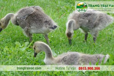 Kỹ thuật Nuôi úm ngỗng con (gột úm ngỗng giống)