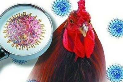 Bệnh cúm ở gà: Nguyên nhân, biểu hiện và cách phòng chống