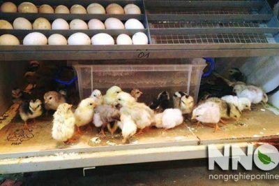 Nhiệt độ ấp trứng gà bao nhiêu, những thông tin cần biết