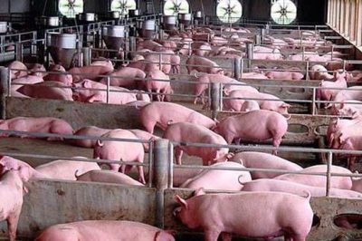 Nhiệt độ thích hợp cho heo thịt mau lớn là bao nhiêu?