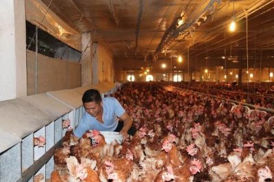 5 cách kích thích gà đẻ nhiều trứng