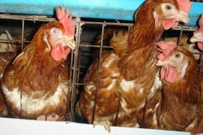 Bệnh sổ mũi truyền nhiễm (Coryza) trên gà