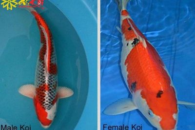 Cách nhận biết và phân biệt cá Koi đực và cái