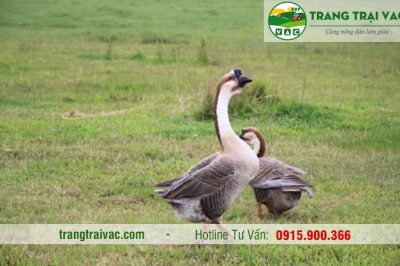 Cách Chọn Ngỗng Thịt Ngon với 2 bước cực dễ