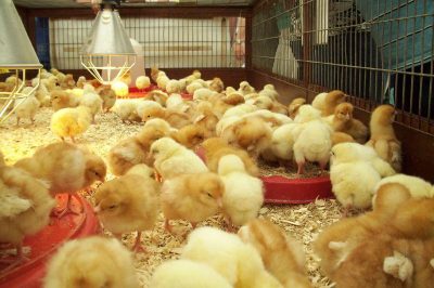 Bật mí cách nuôi gà con 1 tháng tuổi khoa học