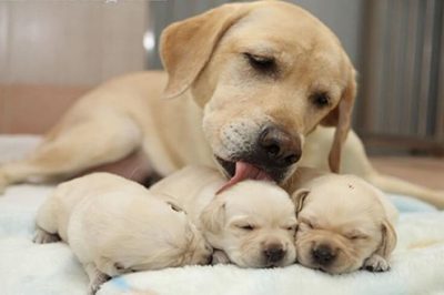Hướng dẫn từng bước đỡ đẻ cho chó ngay tại nhà