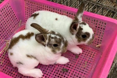Thỏ mang thai bao nhiêu ngày thì đẻ? Cách nhận biết thỏ mang thai