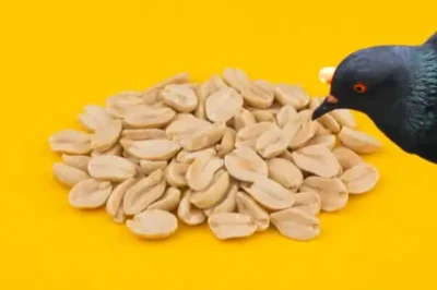 7 Loại Thức Ăn Chim Bồ Câu Thích Ăn