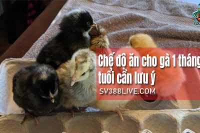 Thức ăn cho gà 1 tháng tuổi, 2, 3 tháng tuổi