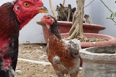 Cách nuôi gà chọi đẻ và những điều cần lưu ý