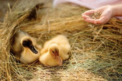 Thức ăn cho vịt con mới nở đến 20 ngày tuổi