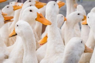 Dòng thức ăn cho vịt siêu thịt nuôi bán công nghiệp