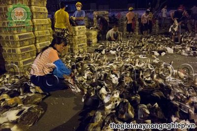 Kỹ thuật chế biến thức ăn cho vịt đem lại giá trị kinh tế cao