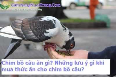 Chim bồ câu ăn gì? Những lưu ý gì khi mua thức ăn cho chim bồ câu?