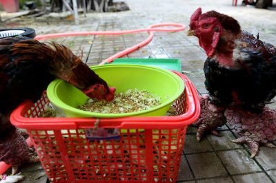 Gà Đông Tảo ăn gì? Cách trộn thức ăn cho gà Đông Tảo