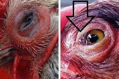 Sưng phù đầu trên gà (APV) và quy trình xử lý bệnh hiệu quả