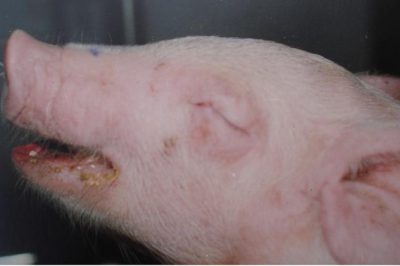 Lợn bị E.coli sưng phù đầu do đâu, hướng điều trị