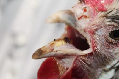 Gà bị khò khè thở khó | Uống thuốc gì? Cách chữa tốt nhất