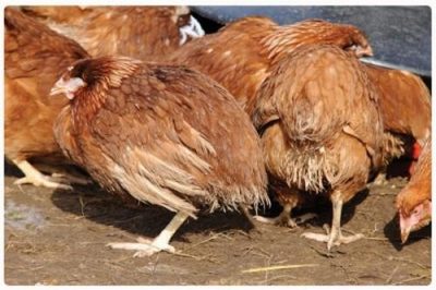 Bệnh bạch lỵ ở gà: Nguyên nhân, triệu chứng và cách phòng ngừa